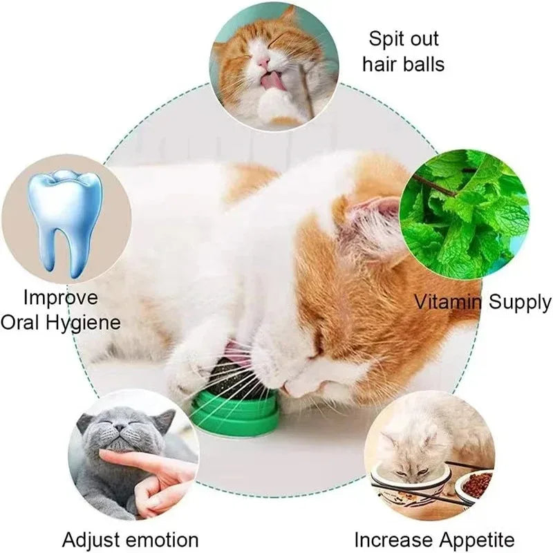 Natural Catnip Scratching Post – Wall-Mounted Scraper & Cat Ball Toy for Healthy Play 🐱🌿